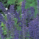 Salvia nemorosa (S. Superba) ‘Mainacht’