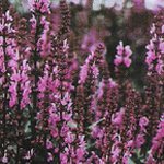 Salvia nemorosa (S. Superba)