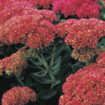 Sedum 'Autumn Joy' (Herbstfreude)