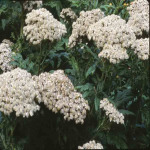 Tanacetum macrophyllum (Chrysanthemum m.)