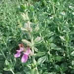 Teucrium chamedrys