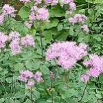 Thalictrum aquilegifolium