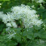 Thalictrum aquilegifolium 'Album'