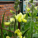 Thermopsis caroliniana (T. villosa)