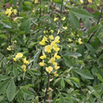 Thermopsis lanceolata