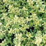 Thymus citriodorus