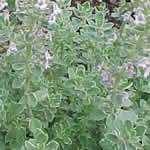 Thymus citriodorus 'Silver Edge'