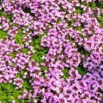 Thymus praecox 'Coccineus'