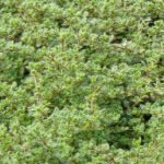Thymus praecox 'Pseudolanuginosus' (T. lanug.)