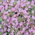 Thymus praecox 'Roseum'