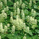 Tiarella cordifolia