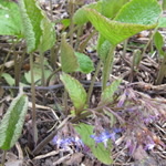 Trachystemon orientalis