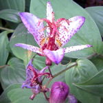 Tricyrtis hirta 'Hototogisu'