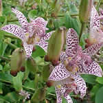 Tricyrtis hirta 'Miyazaki'
