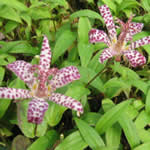 Tricyrtis x ‘Empress’