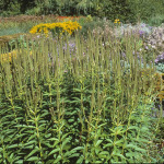 Veronicastrum virginicum 