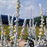 Verbascum bombyciferum 'Polarsommer'