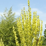 Verbascum olympicum 