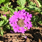 Verbena canadensis 'Homestead Purple'