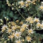 Vernonia 'Alba'