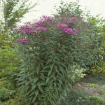 Vernonia crinita 