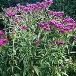 Vernonia noveboracensis 
