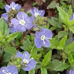 Veronica peduncularis 'Georgia Blue'