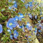 Veronica prostrate 'Heavenly Blue