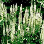 Veronica spicata 'Icicle’ (V. longifolia var. subsessilis x V. spicata)