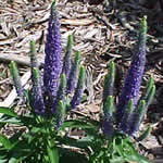 Veronica spicata 'Royal Candles' PP