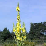 Verbascum densiflorum 