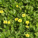 Waldsteinia ternata (W. trifolia, W sibirica)