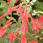Zauschneria californica