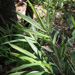 Arundinaria tecta