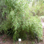 Fargesia murielae