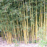 Phyllostachys aureosulcata