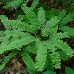 Adiantum pedatum