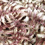 Anthrium niponicum pictum 'Regal Red'