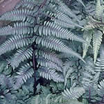 Anthrium niponicum 'Pictum’