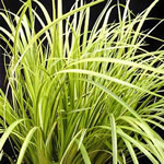 Acorus gramineus ‘Masamume'