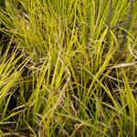 Acorus gramineus 'Oborozuki'