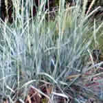 Agropyron magellanicum