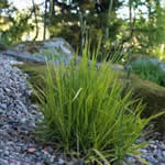 Alopecurus pratensis 'Aureovariegatus'
