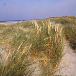 Ammophila arenaria
