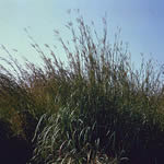 Andropogon gerardii