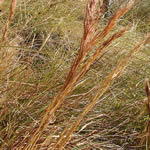Andropogon glomeratus
