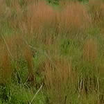 Andropogon virginicus