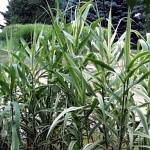 Arundo donax 'Variegata’