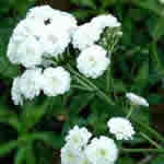 Achillea ptarmica 'The Pearl'