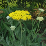 Achillea ptarmica 'Schwellenburg'